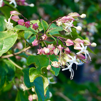 Clerodendrum tri. Purple Blaze - image 2