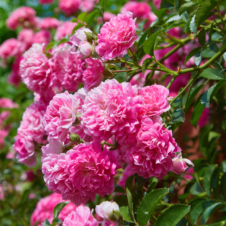 Climbers & Wall Shrubs