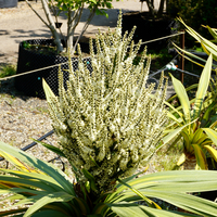 Cordyline indivisa Peko - image 2