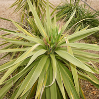 Cordyline indivisa Peko - image 1