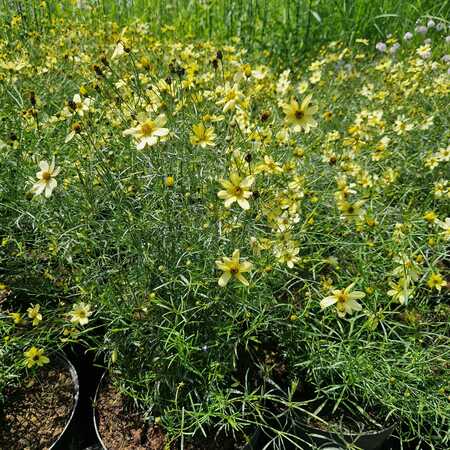 Coreopsis ver. Moonbeam