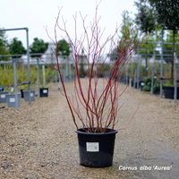 Cornus alba Aurea - image 1