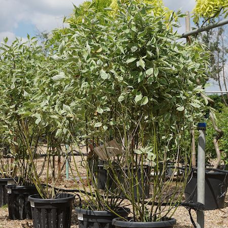 Cornus alba Elegantissima - image 2