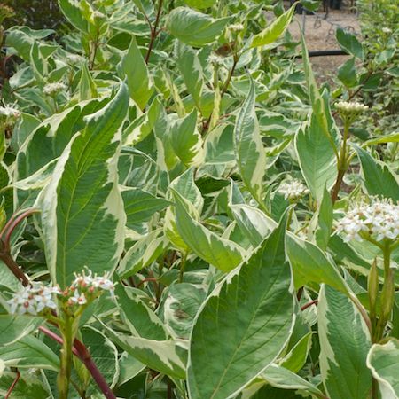 Cornus alba Elegantissima - image 1