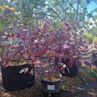 Cornus alba Sibirica Variegata