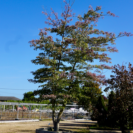 Cornus controversa