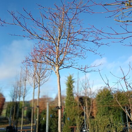 Cornus controversa Variegata