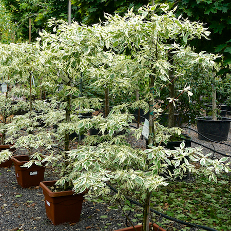 Cornus controversa Variegata