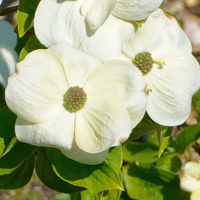 Cornus Eddies White Wonder - image 2