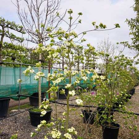 Cornus Eddies White Wonder - image 1