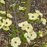 Cornus Eddies White Wonder - image 3