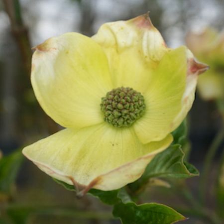 Cornus Eddies White Wonder