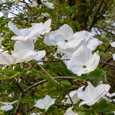 Cornus Eddies White Wonder | Order online @ Tendercare