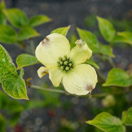 Cornus florida | Tendercare Nurseries UK