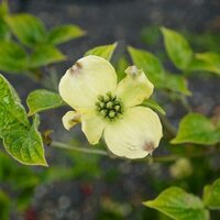 Cornus florida | Tendercare Nurseries UK