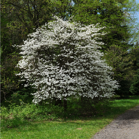 Cornus florida | Tendercare Nurseries UK