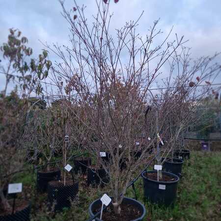 Cornus kou. chi. China Girl