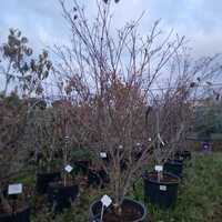 Cornus kou. chi. China Girl