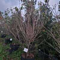 Cornus kou. chi. China Girl