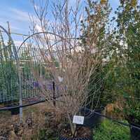 Cornus kou. chi. China Girl