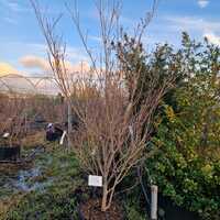 Cornus kou. chi. China Girl