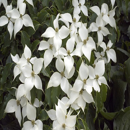 Cornus kousa