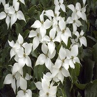 Cornus kousa