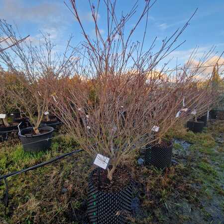 Cornus kousa Beni-fuji