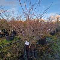 Cornus kousa Beni-fuji