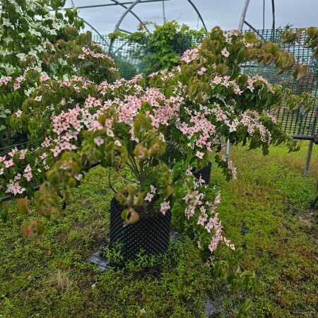 Cornus kousa Beni-fuji