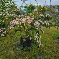 Cornus kousa Beni-fuji