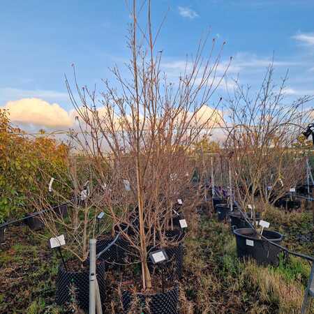 Cornus kousa Milky Way