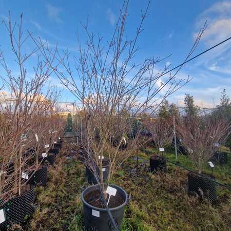 Cornus kousa Milky Way