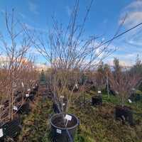Cornus kousa Milky Way