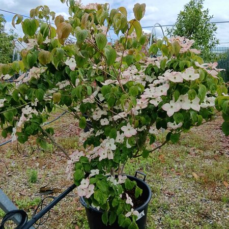 Cornus kousa Satomi
