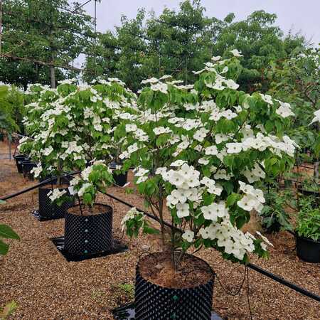 Cornus kousa Schmetterling