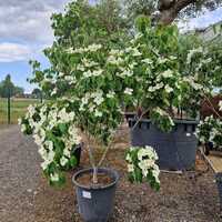 Cornus kousa Schmetterling