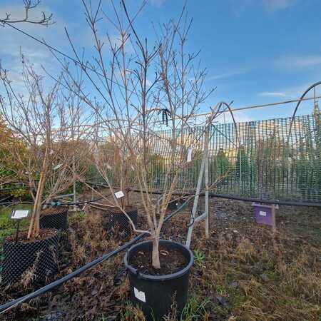 Cornus kousa Schmetterling - image 2