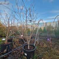 Cornus kousa Schmetterling - image 2