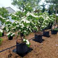 Cornus kousa Schmetterling