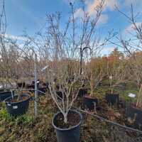 Cornus kousa Weisse Fontane