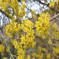 Cornus mas - image 2