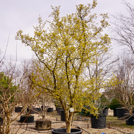 Cornus mas - image 1