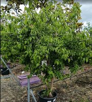 Cornus mas - image 2