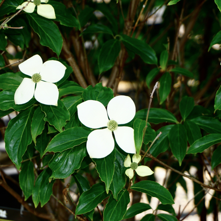 Cornus Norman Hadden - image 2