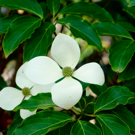 Cornus Norman Hadden - image 3