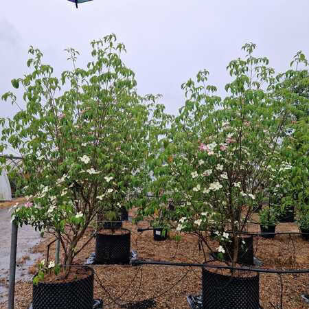 Cornus Norman Hadden