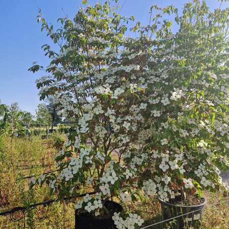 Cornus Norman Hadden