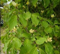 Cornus Norman Hadden