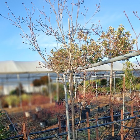 Cornus nuttallii Monarch - image 1